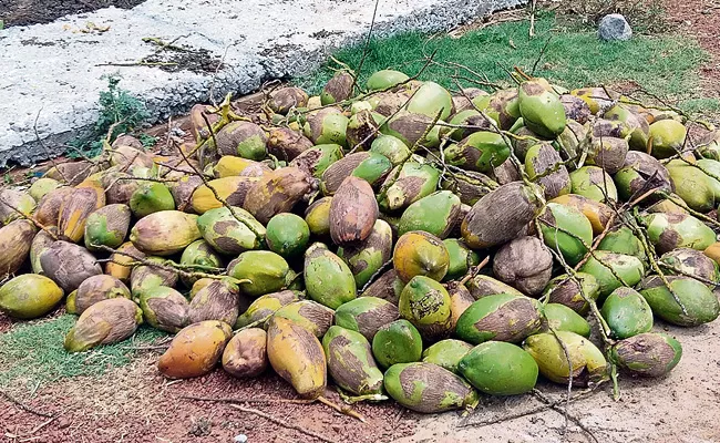 Coconut Size Decreased Due to Aquaculture in Konaseema - Sakshi