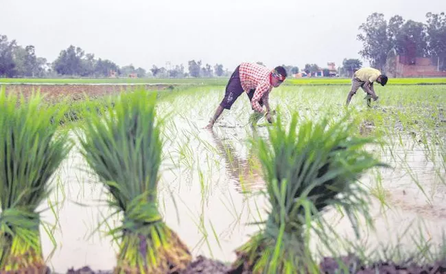 This Year Crops Rising in Telangana - Sakshi