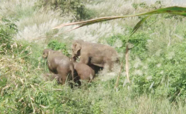 Elephants Attack on Basangi Corps Vizianagaram - Sakshi