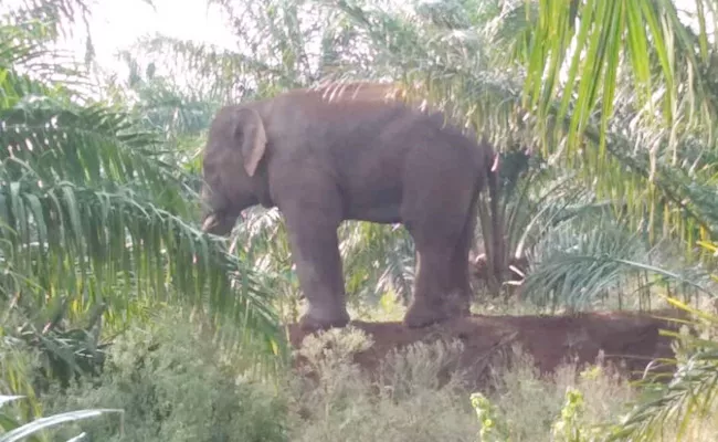 Elephants Attack on Crops Vizianagaram - Sakshi