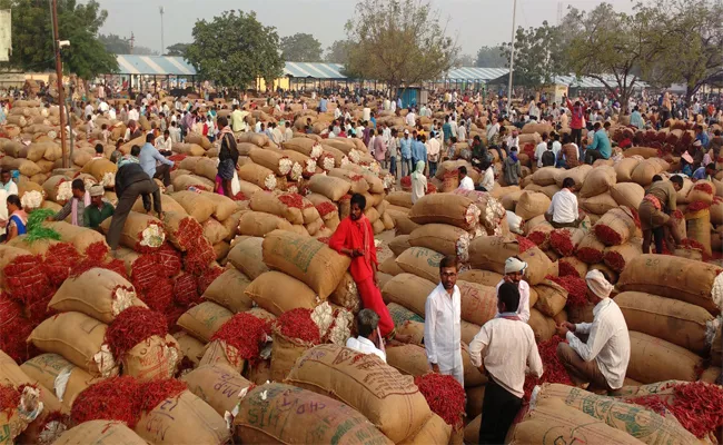 Mirchi Farmers Facing Problems In Khammam - Sakshi