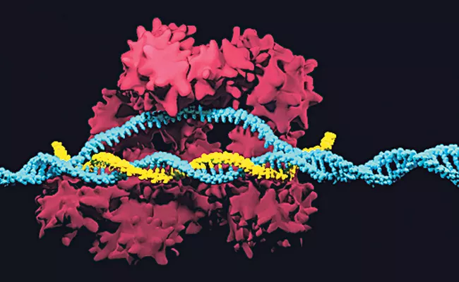 Scientists Use CRISPR Cas9 To Eliminate HIV - Sakshi