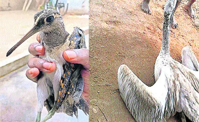 Endangered Bird Spices In West Godavari - Sakshi