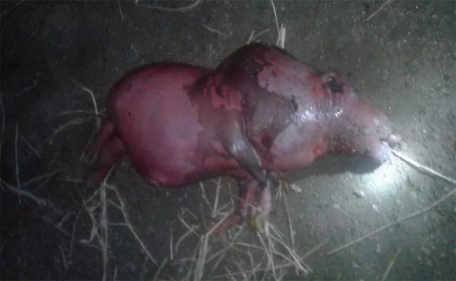 Buffalo Gave Birth To Pig Shaped Animal In Siricilla - Sakshi