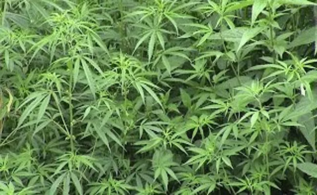 Cannabis is smuggled into various places across Vizianagaram - Sakshi