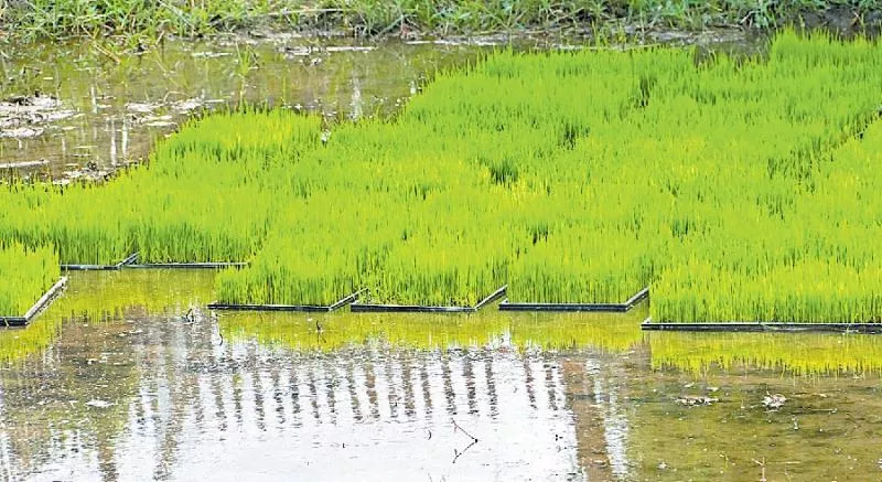 Hydroponic Agriculture in Majuli - Sakshi