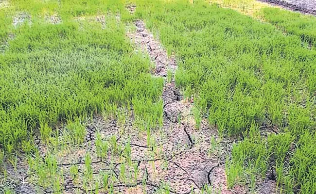 No Rains In Telangana So Government Suggests Alternative Crops - Sakshi