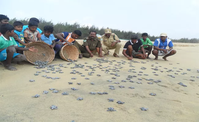 The Survival Of The Sea Turtle Is Questionable - Sakshi