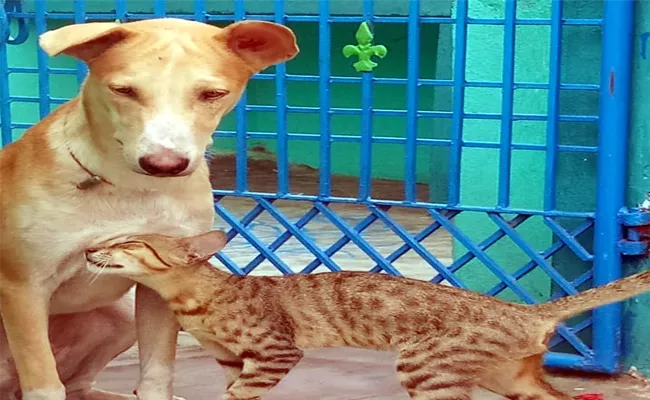 Cat And Dog Be A Good Friends At Palakonda,Srikakuklam - Sakshi