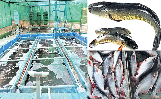 Fish Farming Special Story - Sakshi