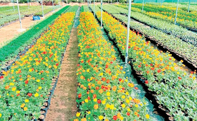 Plants Distribution Soon in Hyderabad Haritha Haram - Sakshi