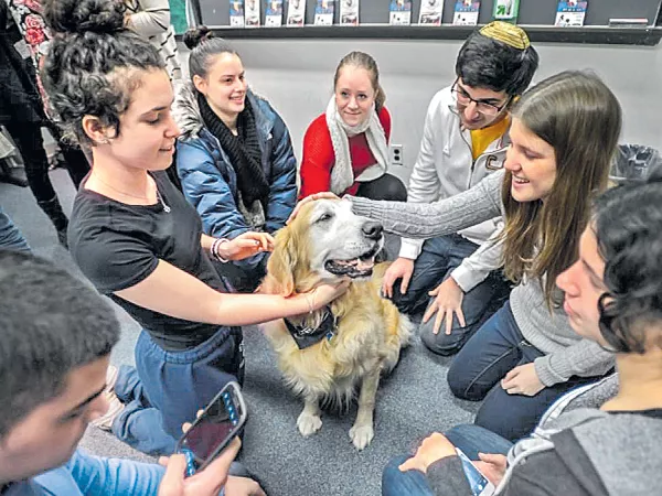 Reduce the Stress with pet animals - Sakshi