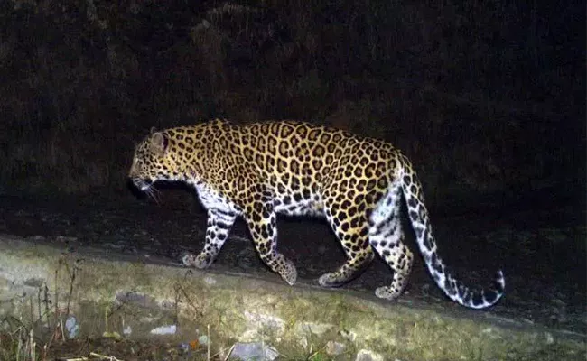 Leopard Ramble In A village In West Godavari - Sakshi