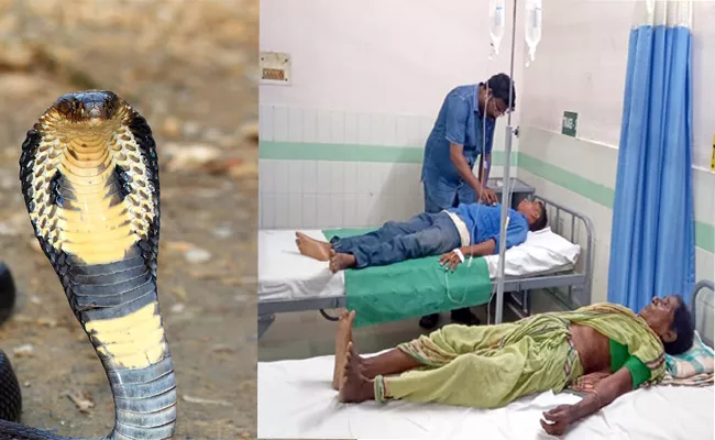 Most Snake Bite Victims Belong To Avanigadda In Krishna District - Sakshi