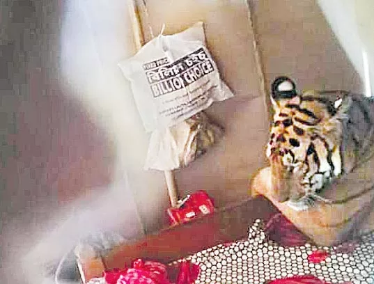 Flood fury forces Kaziranga tiger to take shelter in shop - Sakshi