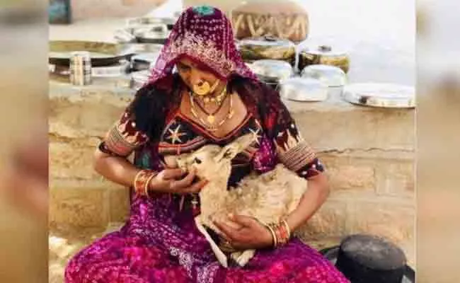 Jodhpur Bishnoi Woman Breastfeeds Baby Deer - Sakshi