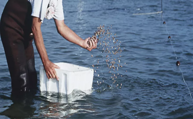 Aqua Farmers worrying About Fish Food Becoming Expensive In East Godavari - Sakshi