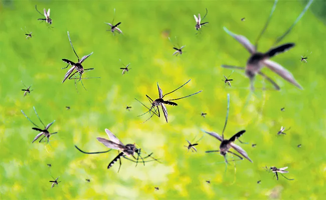 Chinese scientists New Innovation For Mosquitoes - Sakshi