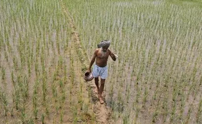 Less Rain Fall In June July Hits Kharif In West Godavari - Sakshi