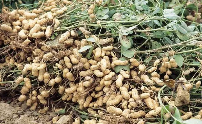 Anantapur Collector Says Not To Worry On Ground Nut Seeds Distribution - Sakshi