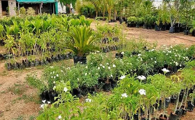 GHMC Commissiner Dana Kishore checks Nursries Has Haritha Haram Programme - Sakshi