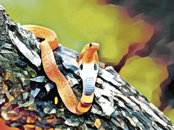 Snakes attack in the City - Sakshi