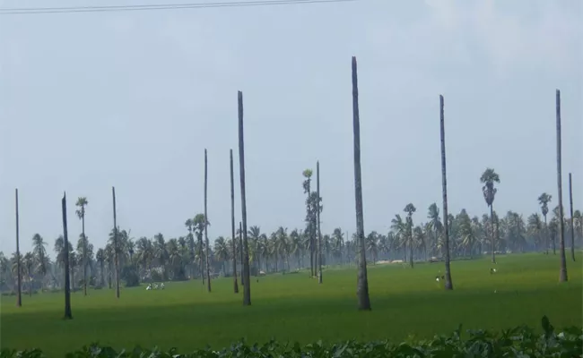 Shrimp Farming By The Name of Fish Farms In West Godavari - Sakshi