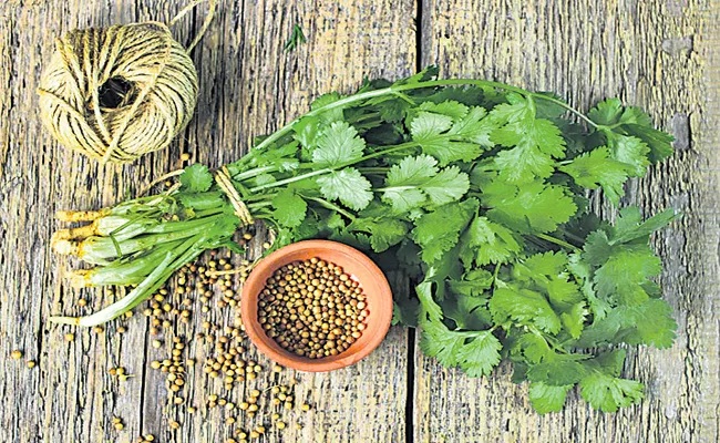 Epilepsy Disease Cure With Coriander - Sakshi