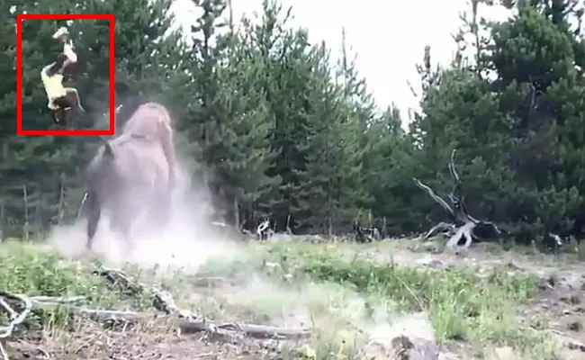 Bison Hits  9 Year Old Girl at Yellowstone National Park - Sakshi