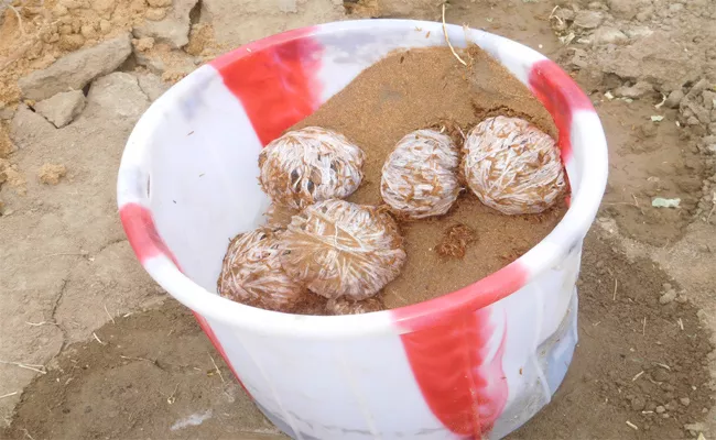  54 Crude Bombs Unearthed In Jammalamadugu, Kadapa - Sakshi