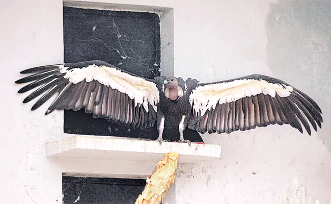 One Lakh Gift For Find Vulture in Andhrapradesh - Sakshi