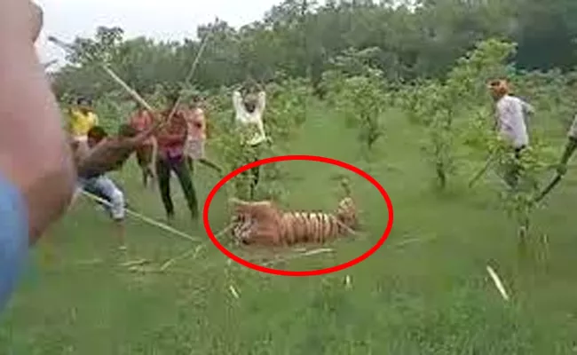 In Uttar Pradesh Tigress Beaten To Death - Sakshi