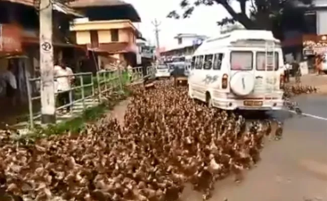 Traffic Held Up In Kerala as Flock of Ducks Crosses Road - Sakshi