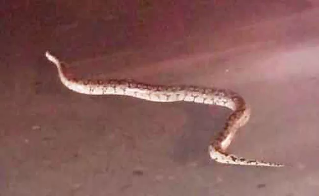 The Python Found At Singareni Park In Chennur, Adilabad - Sakshi