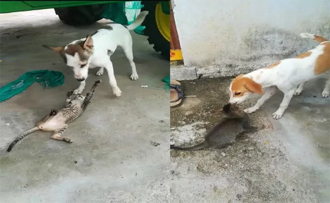 Cat And Dog Behaving Like Good Friends In Nizamabad - Sakshi