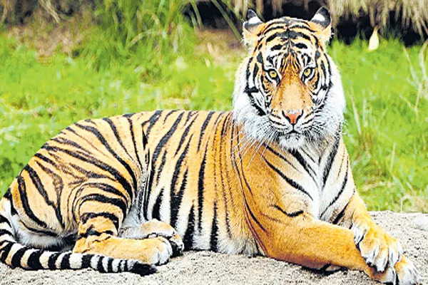 Narendra Modi to reveal details of Big Tigers in the state - Sakshi