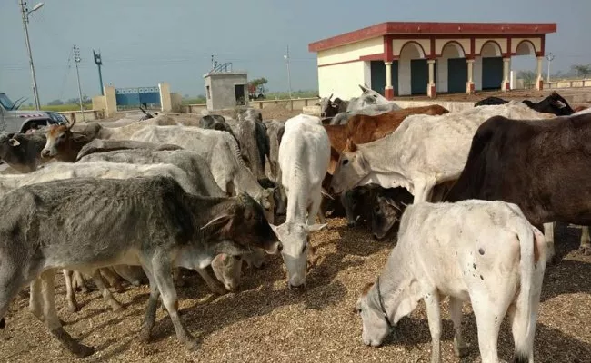 Six Held For Cow Slaughter At BSP Leader Farm In Uttar Pradesh - Sakshi