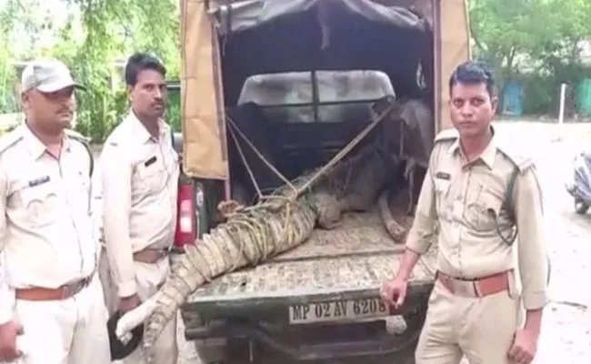 Crocodile Enters Residential Area In Madhya Pradesh - Sakshi