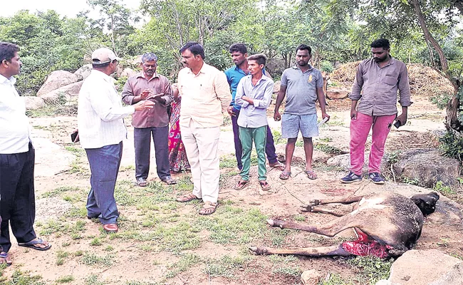 Terrific Leopard claws in Kadtal, Rangareddy - Sakshi