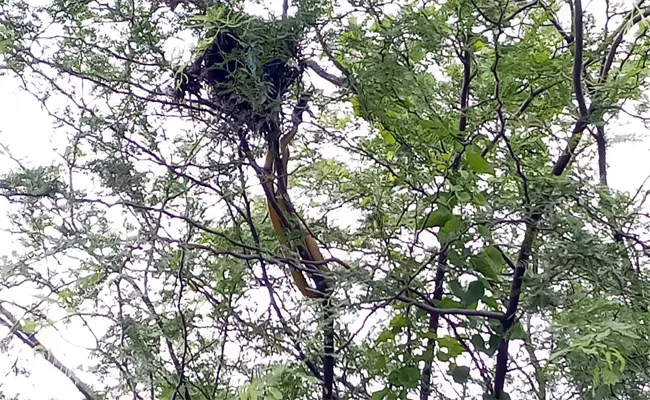 Snake Climbed The Tree And Eaten Small Birds In Mahabubnagar - Sakshi