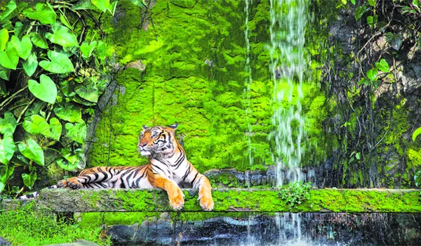 Tigers Are In Danger Of Disappearing From This Planet - Sakshi