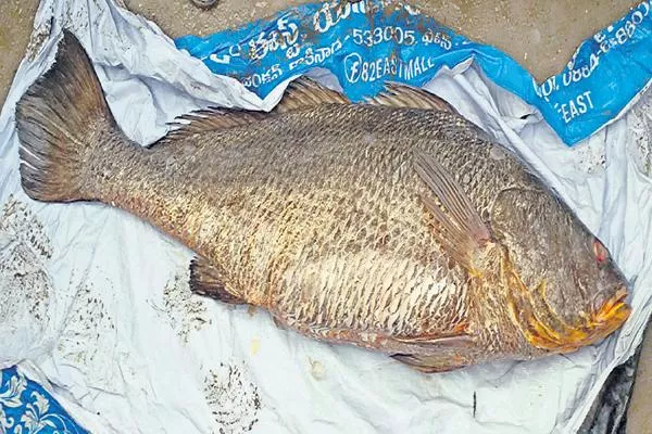 30 kg of kachchidi fish found On the coast of Kakinada - Sakshi