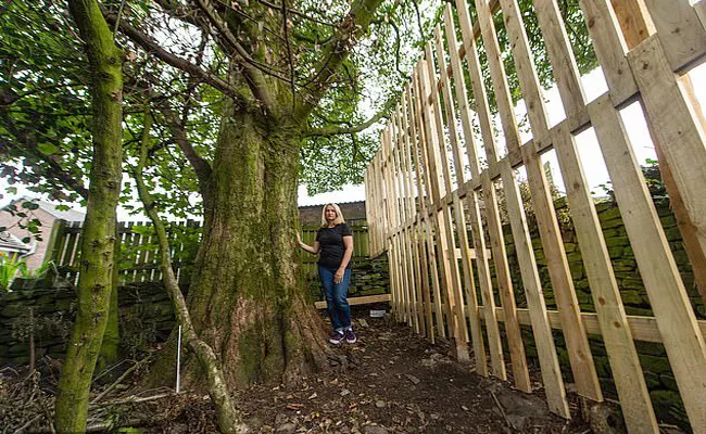 Neighbour Poisons 200 Year Old Tree in England - Sakshi