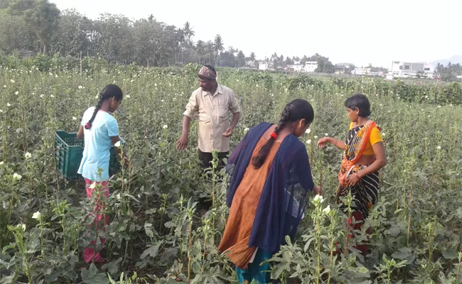 Special Story On College Students Helps to Parents In Fields - Sakshi