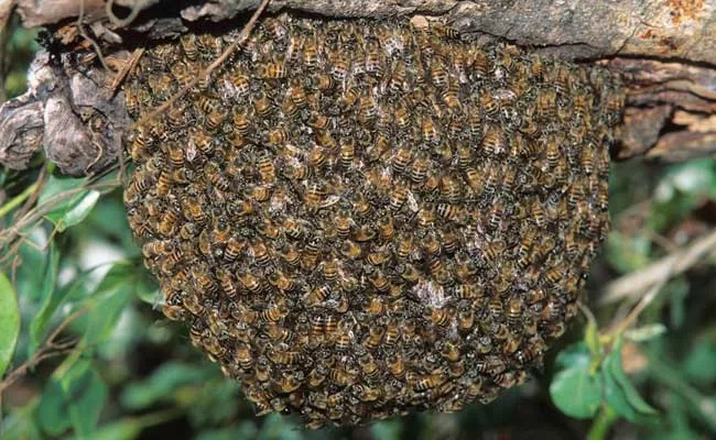 Honey Bees Attack At Funeral Procession In Karimnagar - Sakshi