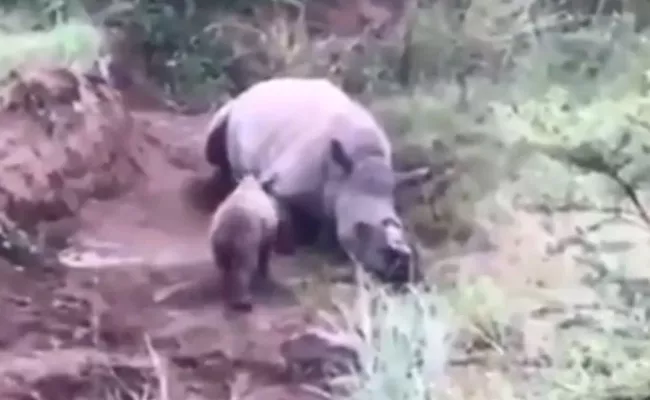 Baby Rhino Tries To Wake Its Dead Mother Killed By Poachers - Sakshi