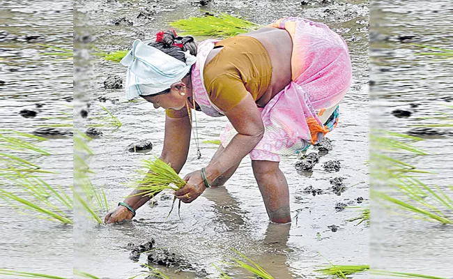 Farmers Happy With Rains In Telangana - Sakshi