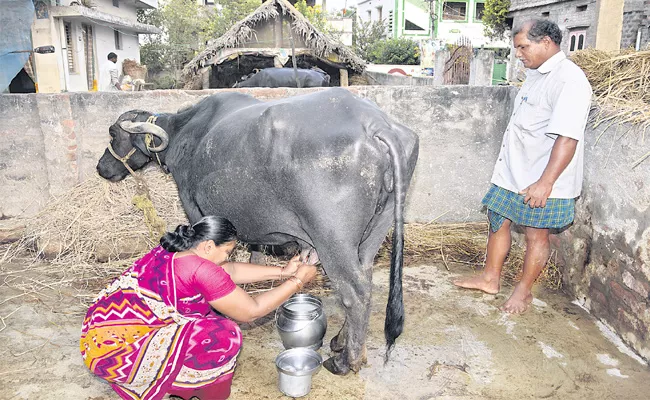 Dairy Farm Special Story - Sakshi