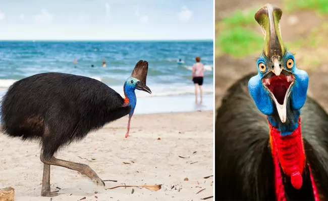 Article About Cassowary Bird - Sakshi