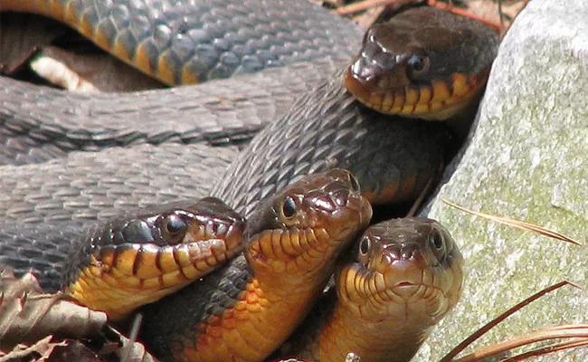 Beware Of Snakes In Rainy Season Guntur - Sakshi